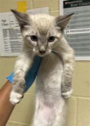Shelter Stray Male Cat last seen 5TH ST & VALLEJO WAY, 2127 Front St, Sacramento, CA 95818, USA