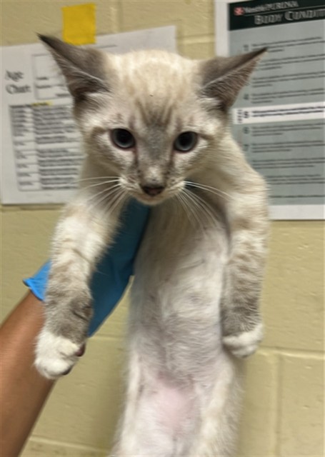 Shelter Stray Male Cat last seen 5TH ST & VALLEJO WAY, 2127 Front St, Sacramento, CA 95818, USA