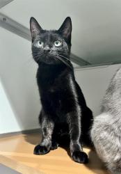Shelter Stray Female Cat last seen XGENEVA/OCEAN, 1419 Bryant St, San Francisco, CA 94103, USA