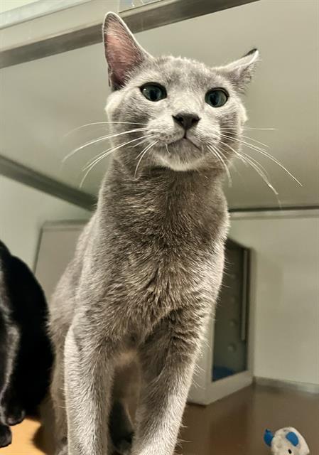 Shelter Stray Male Cat last seen XGENEVA/OCEAN, 1419 Bryant St, San Francisco, CA 94103, USA