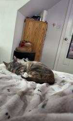 Reunited Female Cat last seen Fornelius ave, Clifton, NJ 07013