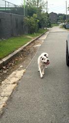 Found/Stray Female Dog last seen W 20th St and Tobacco Mill, Richmond, VA 23220