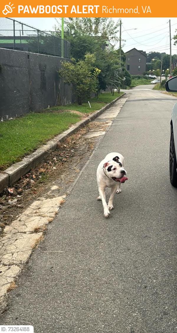 Found/Stray Female Dog last seen W 20th St and Tobacco Mill, Richmond, VA 23220