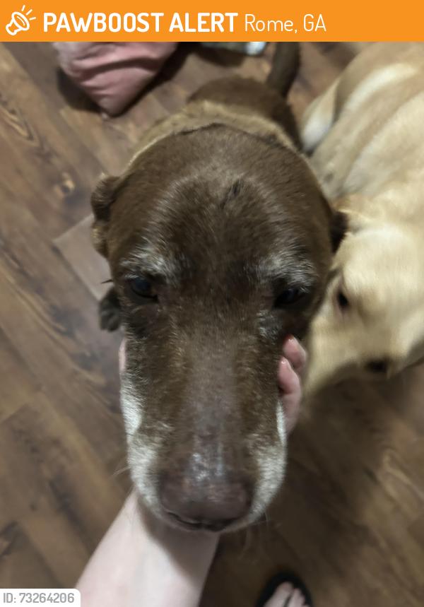 Found/Stray Male Dog last seen Rocky Mountain project park, Rome, GA 30165