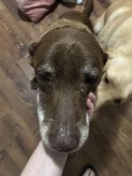 Found/Stray Male Dog last seen Rocky Mountain project park, Rome, GA 30165