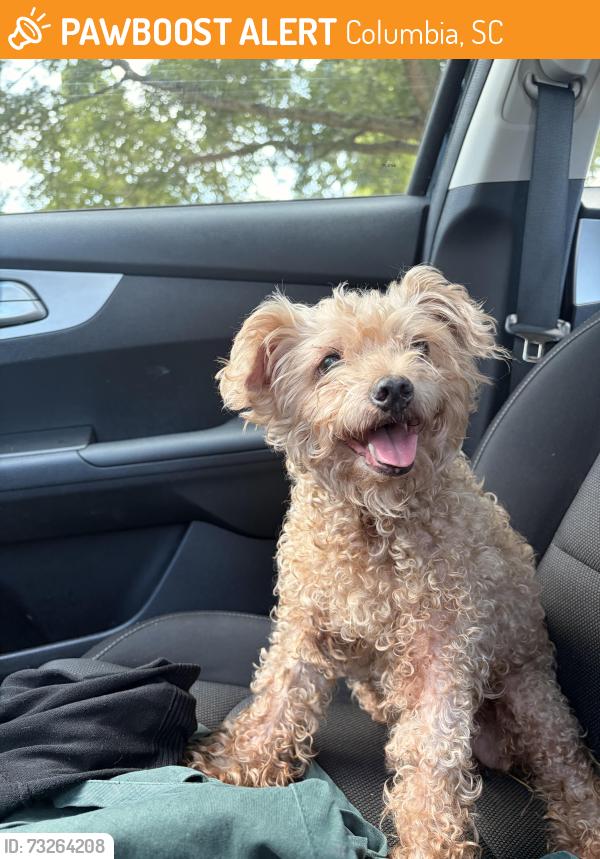Found/Stray Female Dog last seen Garners Ferry & Leesburg Rd, Columbia, SC 29209
