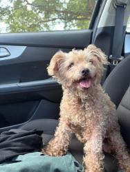 Found/Stray Female Dog last seen Garners Ferry & Leesburg Rd, Columbia, SC 29209