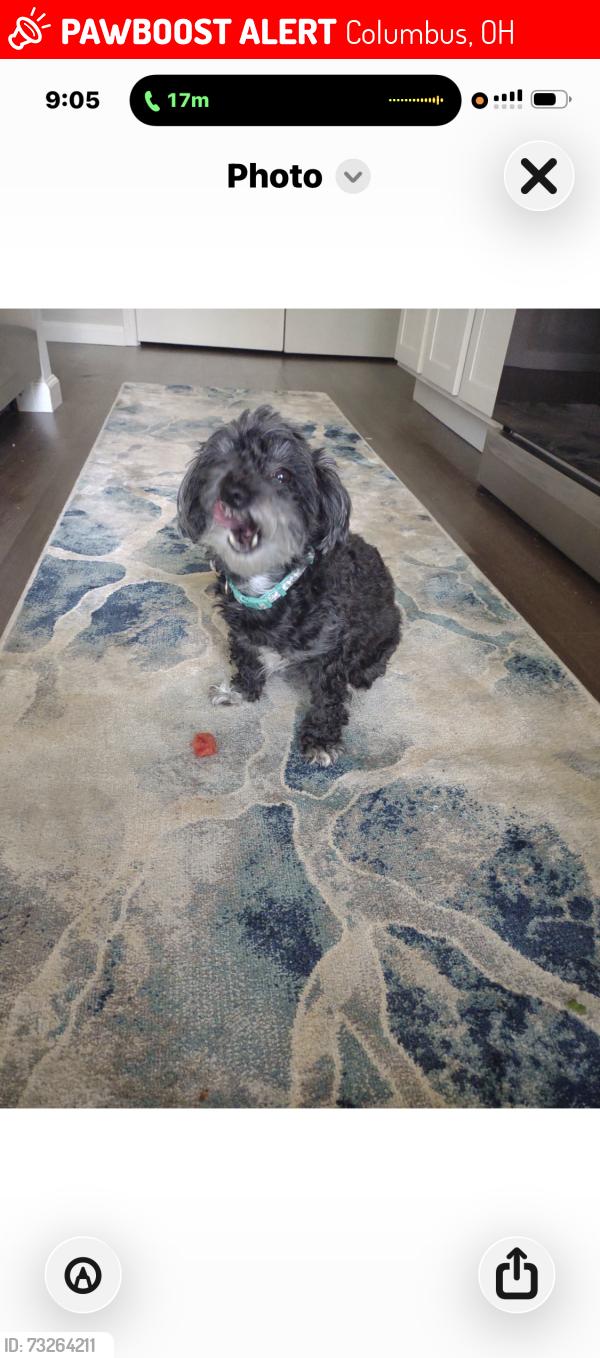 Lost Female Dog last seen Near reece ridge dr columbus, Ohio 43230, Columbus, OH 43230