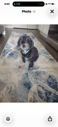 Lost Female Dog last seen Near reece ridge dr columbus, Ohio 43230, Columbus, OH 43230