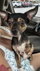 Found/Stray Male Dog last seen Woodbridge blvd and Hanley rd, Town 'n' Country, FL 33615
