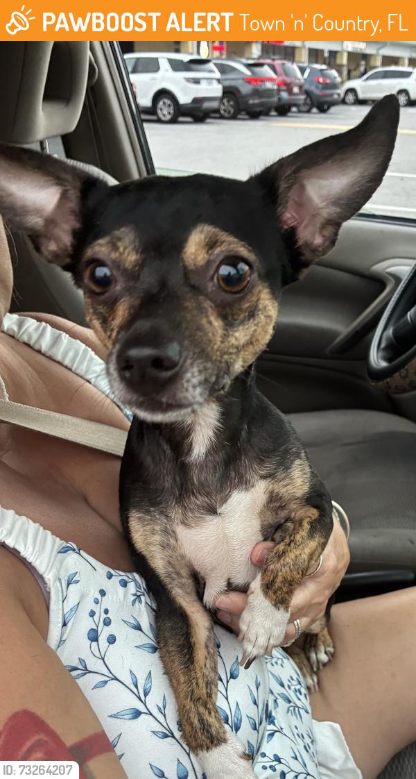 Found/Stray Male Dog last seen Woodbridge blvd and Hanley rd, Town 'n' Country, FL 33615