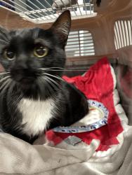 Lost Unknown Cat last seen Near Saturn Ln Houston, TX 77058 United States, Houston, TX 77058