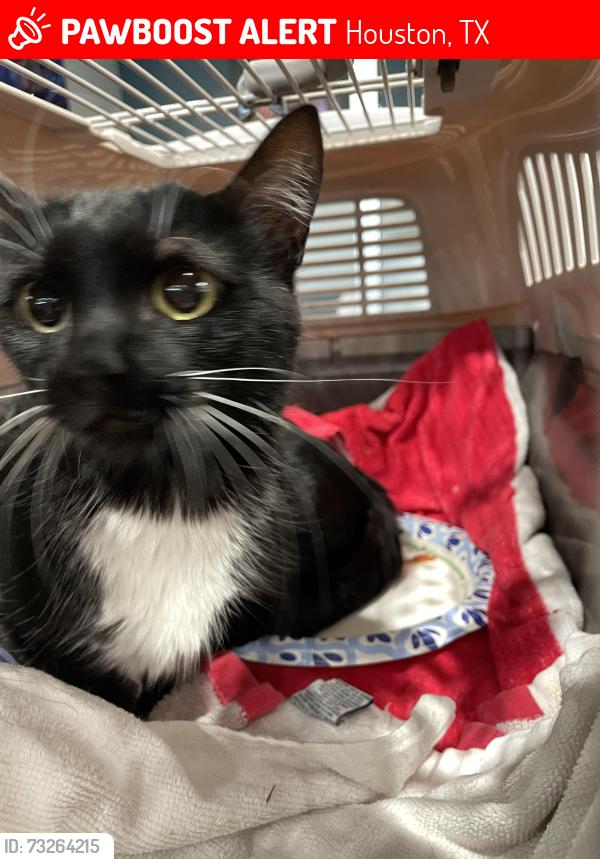 Lost Unknown Cat last seen Near Saturn Ln Houston, TX 77058 United States, Houston, TX 77058