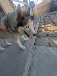 Found/Stray Male Dog last seen Downing and Jeremie St Baldwin Park CA, Baldwin Park, CA 91706