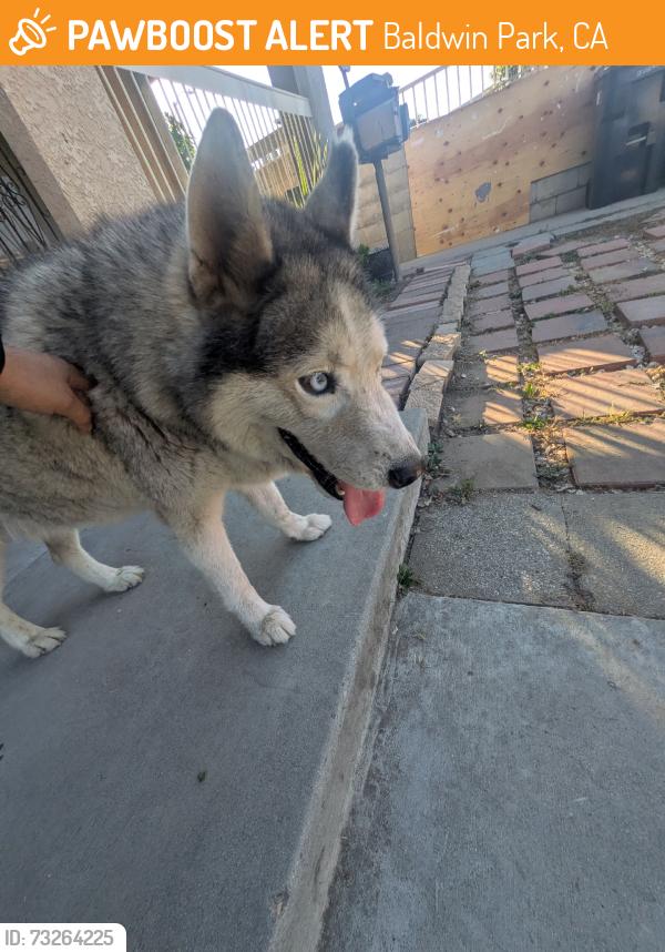 Found/Stray Male Dog last seen Downing and Jeremie St Baldwin Park CA, Baldwin Park, CA 91706