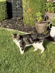 Found/Stray Unknown Cat last seen El Don Rocklin ca & Montclair, Rocklin, CA 95677