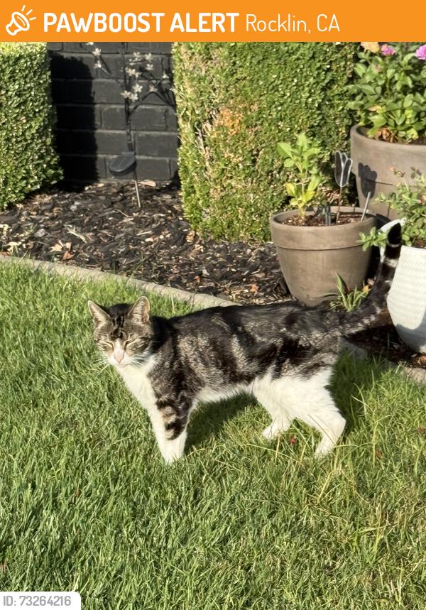 Found/Stray Unknown Cat last seen El Don Rocklin ca & Montclair, Rocklin, CA 95677