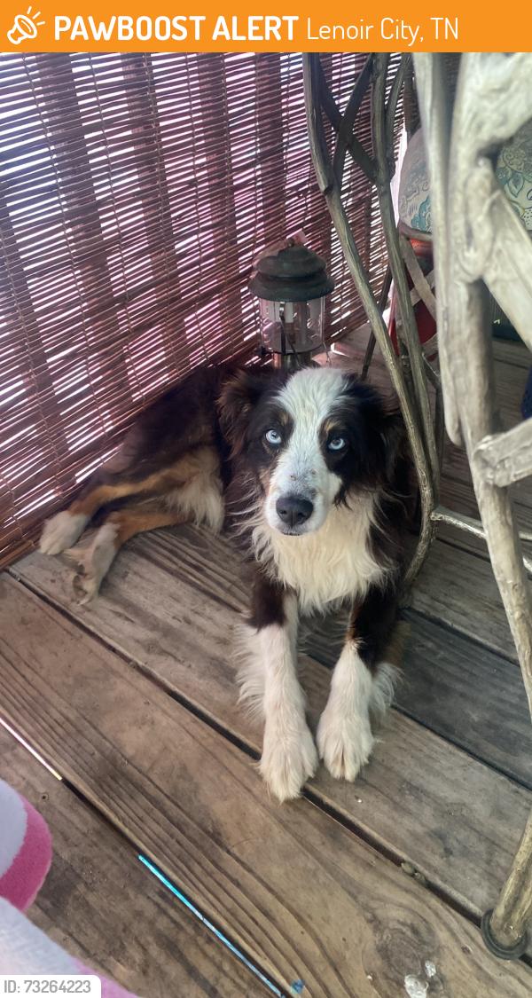 Found/Stray Female Dog last seen Highway 70, Lenoir City, TN 37771