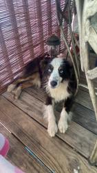 Found/Stray Female Dog last seen Highway 70, Lenoir City, TN 37771