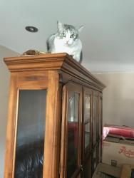 Reunited Female Cat last seen Sandgate Cresent and vey, Mississauga, ON L5J 2E7