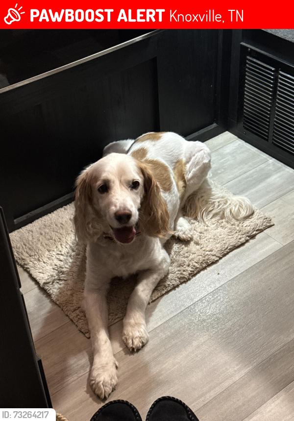 Lost Male Dog last seen Boright Drive Knoxville, TN, Knoxville, TN 37917