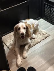 Lost Male Dog last seen Boright Drive Knoxville, TN, Knoxville, TN 37917
