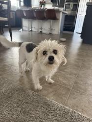Reunited Male Dog last seen egan crest dr and San Luis, Las Vegas, NV 89149
