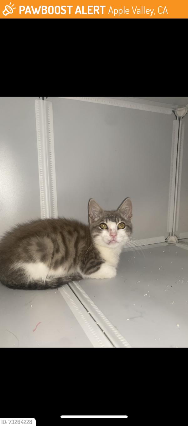 Found/Stray Male Cat last seen Rancherias Rd, Apple Valley, CA 92395