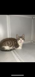 Found/Stray Male Cat last seen Rancherias Rd, Apple Valley, CA 92395