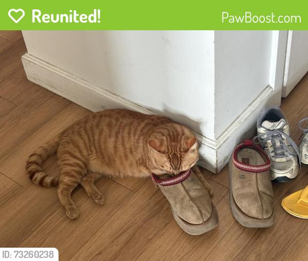 Reunited Male Cat last seen Lenox Rd and Kings Hwy, Brooklyn, NY 11212