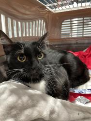 Found/Stray Unknown Cat last seen Near Saturn Ln Houston, TX 77058 United States, Houston, TX 77058