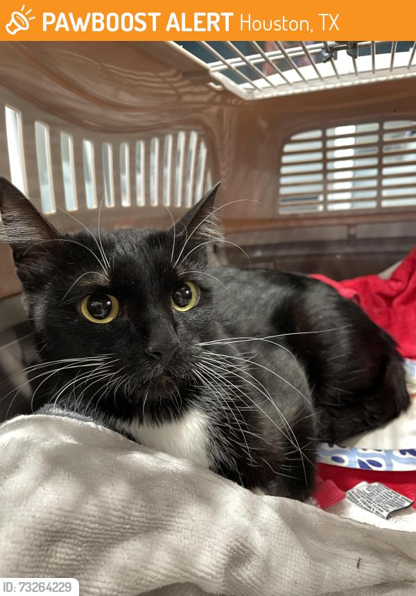 Found/Stray Unknown Cat last seen Near Saturn Ln Houston, TX 77058 United States, Houston, TX 77058