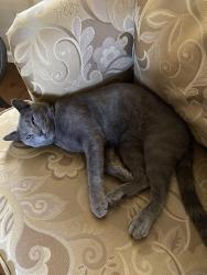 Lost Male Cat last seen Sun City Blvd & Coach Lamp, Roseville, CA 95747