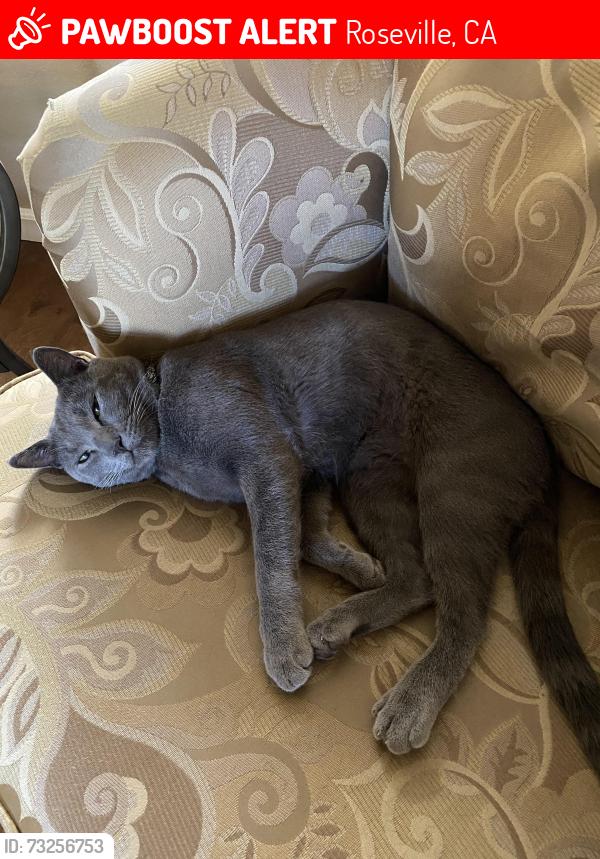 Lost Male Cat last seen Sun City Blvd & Coach Lamp, Roseville, CA 95747