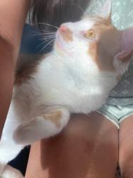 Reunited Male Cat last seen Bushes near creek, Aurora, IL 60505