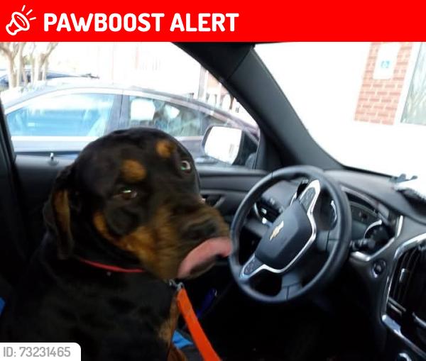 Lost Female Dog last seen Simms lane and family acres road, Anne Arundel County, MD 21076