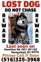 Lost Male Dog last seen Hamilton Rd /831 NY-102 Hempstead,, Hempstead, NY 11550