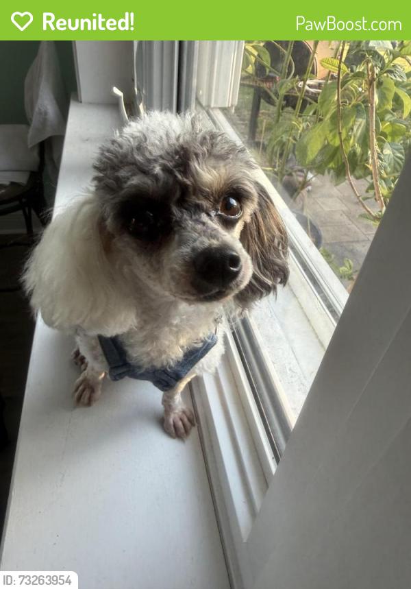 Reunited Male Dog last seen E 3rd street, tyndall, Panama City, FL 32401