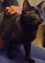 Reunited Male Cat last seen Argyle Forest Area near Blanding and publix shopping center., Jacksonville, FL 32244
