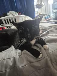 Lost Female Cat last seen By stony plain road, Edmonton, AB T5P 3A6