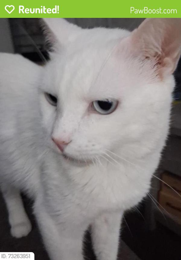 Reunited Male Cat last seen Seaford, fuqua, kingspoint, Houston, TX 77089