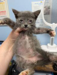 Shelter Stray Male Cat last seen San Miguel Dr&San Carlos Ct StoneMountain,GA 30083, 30083, GA, 3280 Chamblee Dunwoody Rd, Chamblee, GA 30341, USA