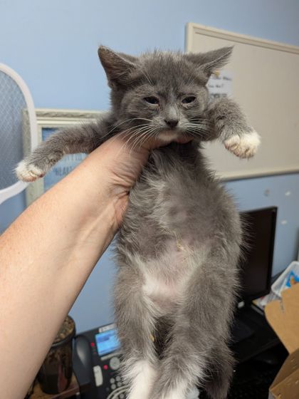 Shelter Stray Female Cat last seen San Miguel Dr&San Carlos Ct StoneMountain,GA 30083, 30083, GA, 3280 Chamblee Dunwoody Rd, Chamblee, GA 30341, USA