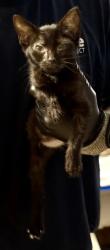 Shelter Stray Female Cat last seen Near Peachtree Industrial Blvd, Atlanta 30360, 30360, GA, 3280 Chamblee Dunwoody Rd, Chamblee, GA 30341, USA