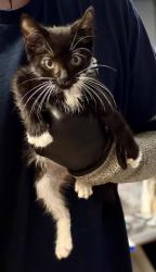 Shelter Stray Male Cat last seen Near Peachtree Industrial Blvd, Atlanta 30360, 30360, GA, 3280 Chamblee Dunwoody Rd, Chamblee, GA 30341, USA