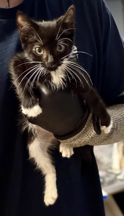 Shelter Stray Male Cat last seen Near Peachtree Industrial Blvd, Atlanta 30360, 30360, GA, 3280 Chamblee Dunwoody Rd, Chamblee, GA 30341, USA