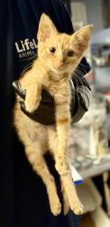 Shelter Stray Male Cat last seen Near Peachtree Industrial Blvd, Atlanta 30360, 30360, GA, 3280 Chamblee Dunwoody Rd, Chamblee, GA 30341, USA