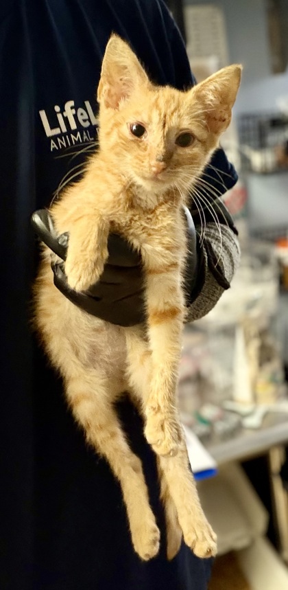 Shelter Stray Male Cat last seen Near Peachtree Industrial Blvd, Atlanta 30360, 30360, GA, 3280 Chamblee Dunwoody Rd, Chamblee, GA 30341, USA