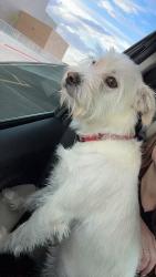 Reunited Male Dog last seen Brashear Lake Park, Levelland, TX 79336