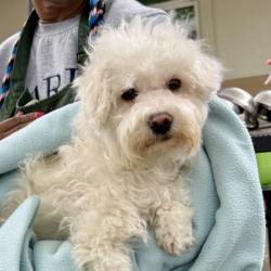 Shelter Stray Female Dog last seen Near Cunningham St, Oakland, CA, 1101 29th Ave, Oakland, CA 94601, USA